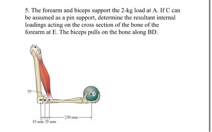 Solved 5. The forearm and biceps support the 2-kg load at A. | Chegg.com