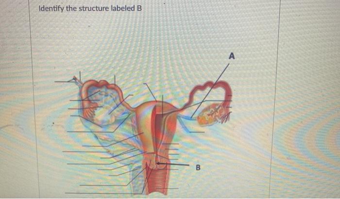 Solved A 22-year-old Female Is Admitted To The Emergency 