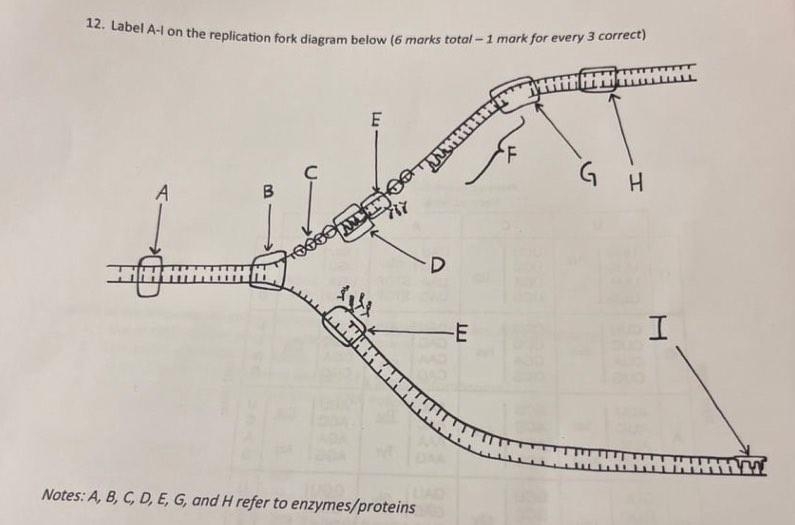Solved Label A-I on the replication fork diagram below ( 6 | Chegg.com