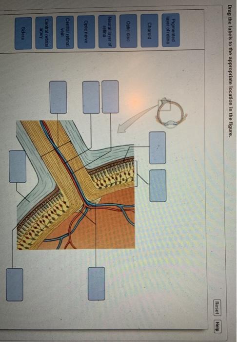 Solved Drag the labels to the appropriate location in the | Chegg.com