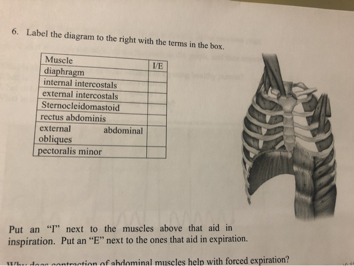 Solved 6. Label the diagram to the right with the terms in | Chegg.com