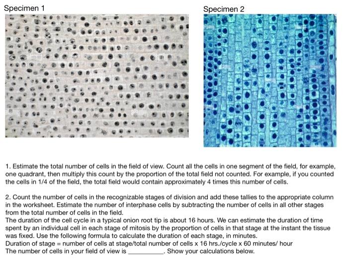Solved Specimen 1 Specimen 2 1. Estimate the total number of | Chegg.com
