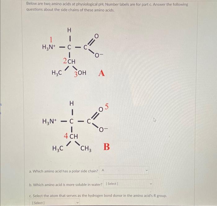 Solved Below are two amino acids at physiological pH. Number
