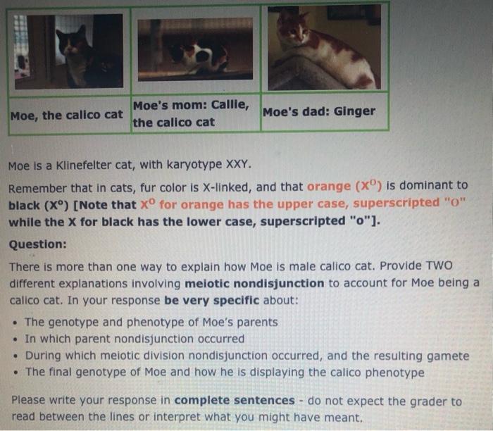 Solved Moe S Mom Callie Moe The Calico Cat The Calico Cat Chegg Com