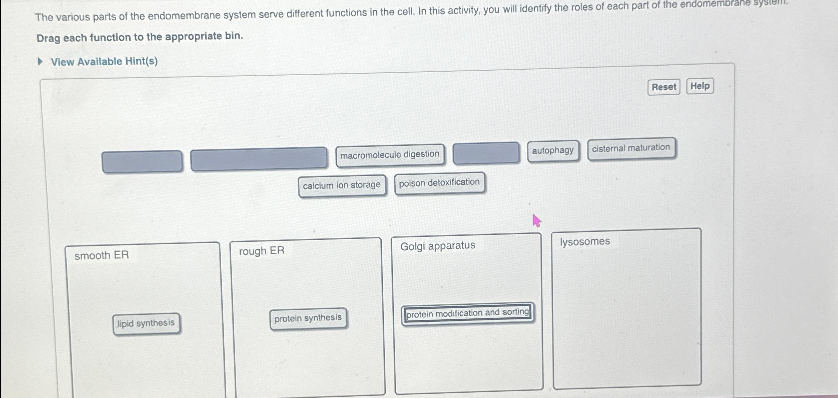 Solved The various parts of the endomembrane system serve | Chegg.com