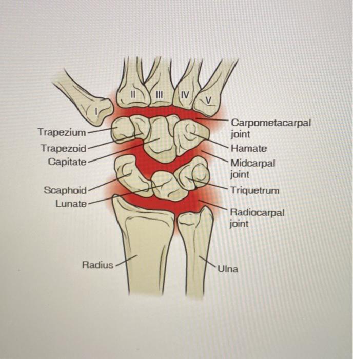 midcarpal joint