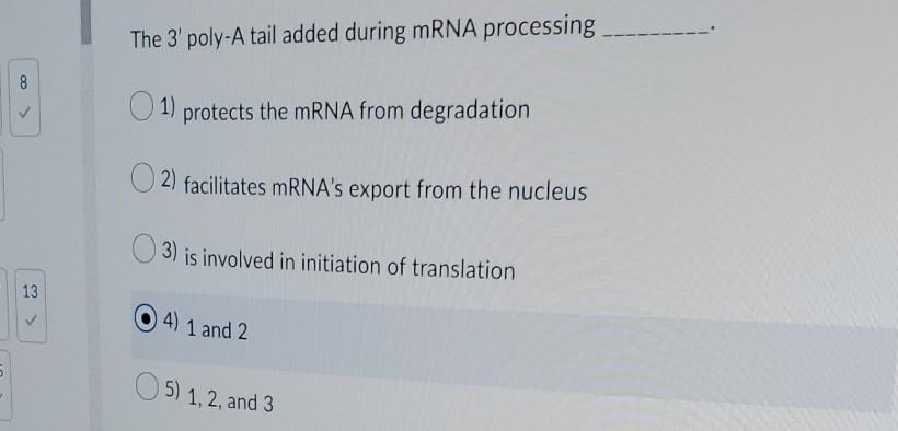 The 3 poly-A tail added during mRNA processing 8 1) protects the mRNA from degradation 2) facilitates mRNAs export from the