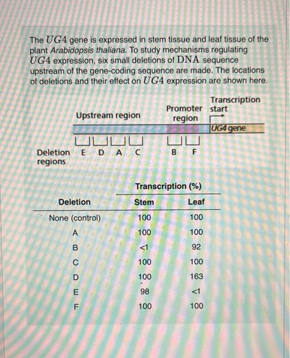 Solved The UG4 gene is expressed in stem tissue and leaf | Chegg.com