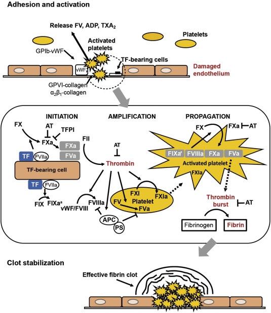 Solved Adhesion and activation Clot stabilization | Chegg.com
