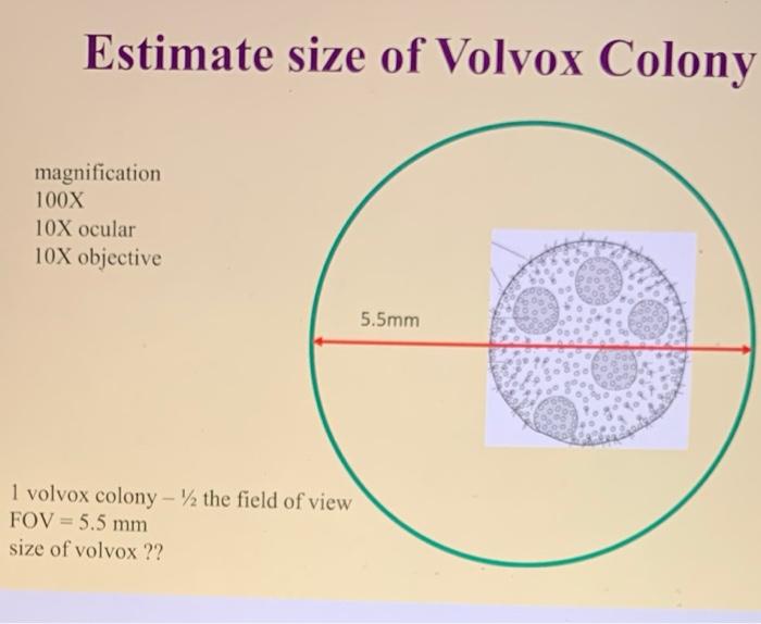 volvox slide labeled