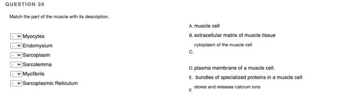 Solved QUESTION 39 Match the part of the muscle with its | Chegg.com
