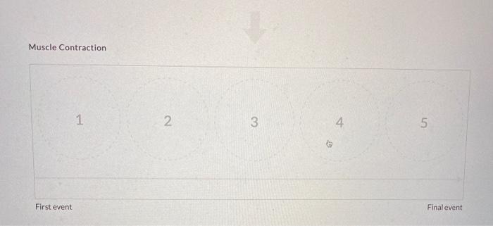 Solved Place the following steps of muscle contraction in | Chegg.com