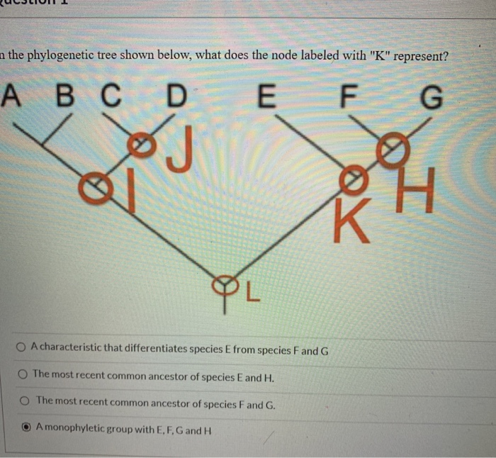 Solved n the phylogenetic tree shown below, what does the | Chegg.com