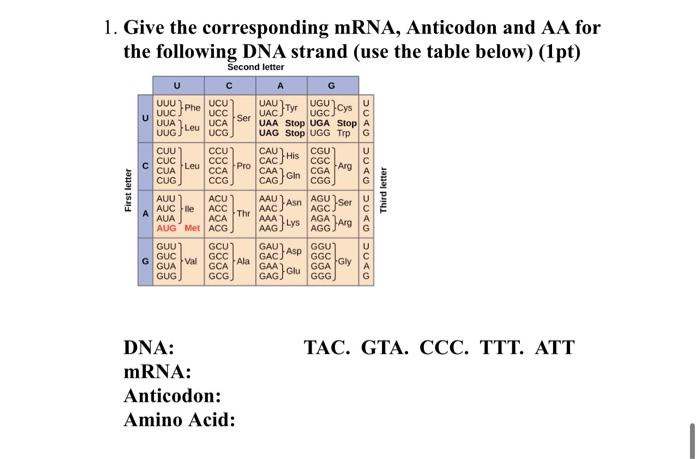 Give the corresponding mRNA, Anticodon and AA for the following DNA strand (use the table below) (1pt)
DNA:
TAC. GTA. CCC. TT