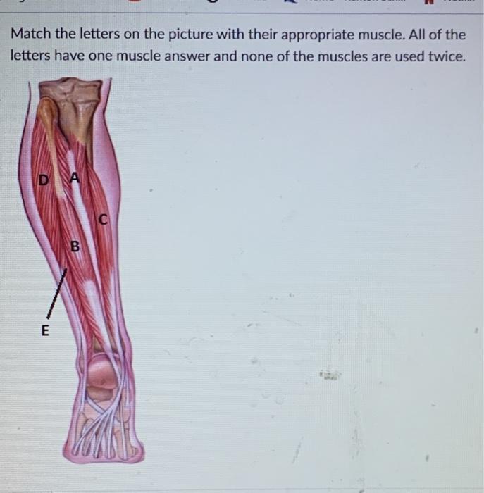 Solved Match The Letters On The Picture With Their 