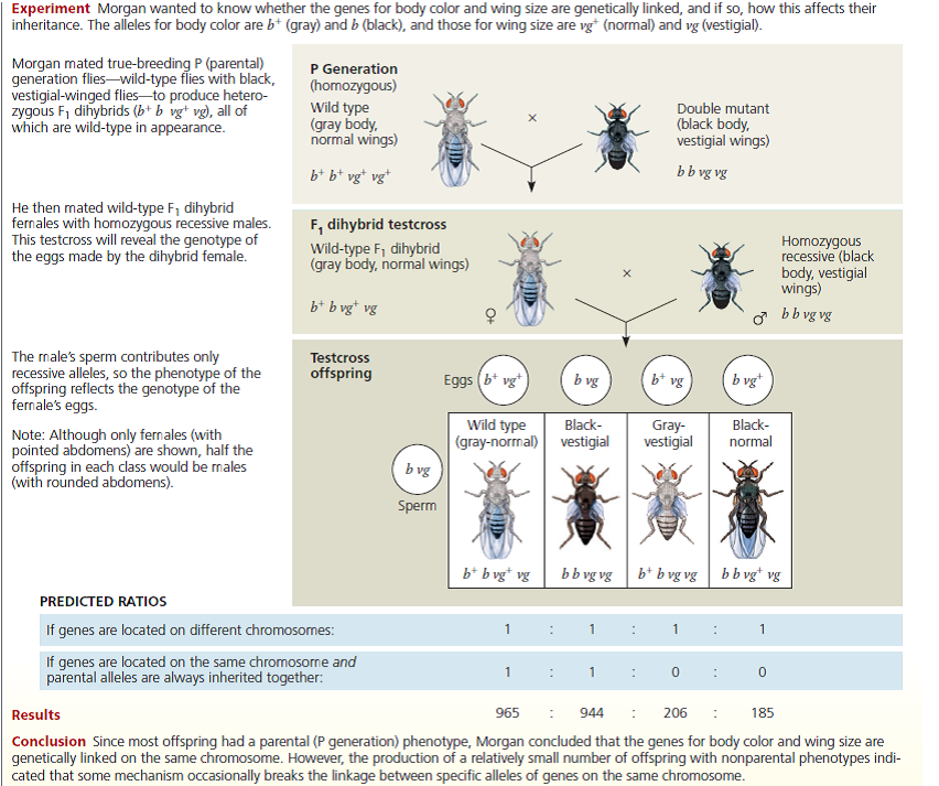 in a fruit fly experiment grey body normal winged