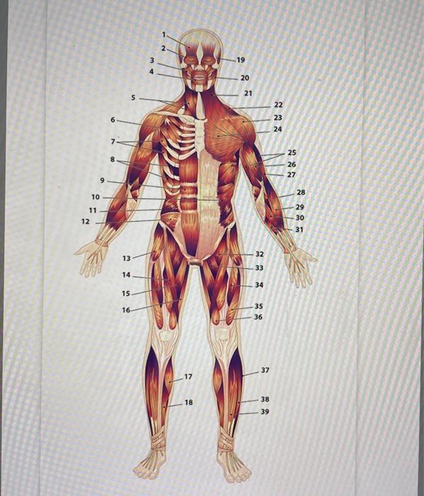 Solved can you please help me with labling the body muscles. | Chegg.com