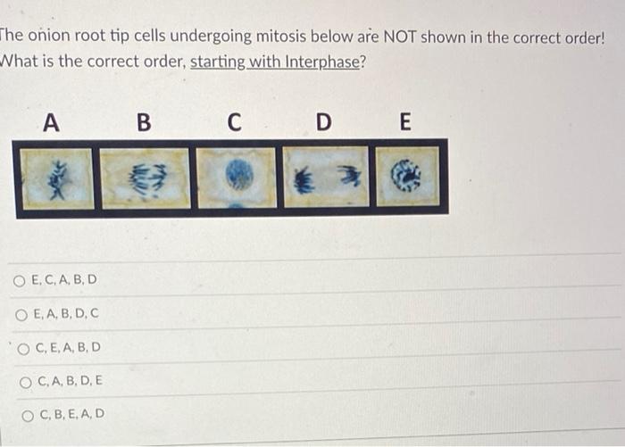 Solved He Onion Root Tip Cells Undergoing Mitosis Below Are Chegg Com   Image