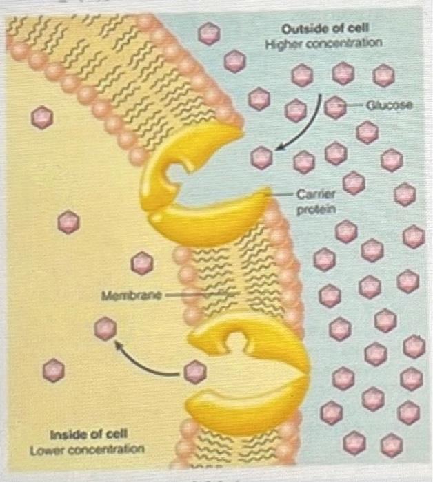 Solved Which Of Thefollowing Transport Mechanisms Forglucose 