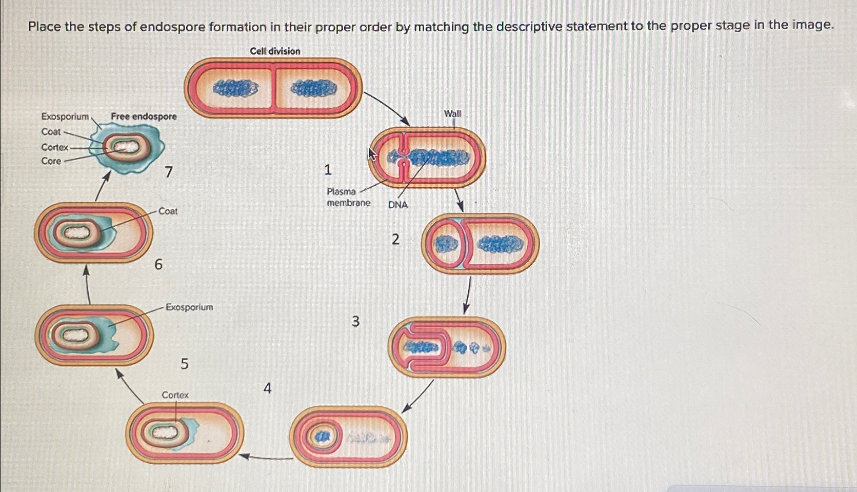 Solved Place the steps of endospore formation in their | Chegg.com