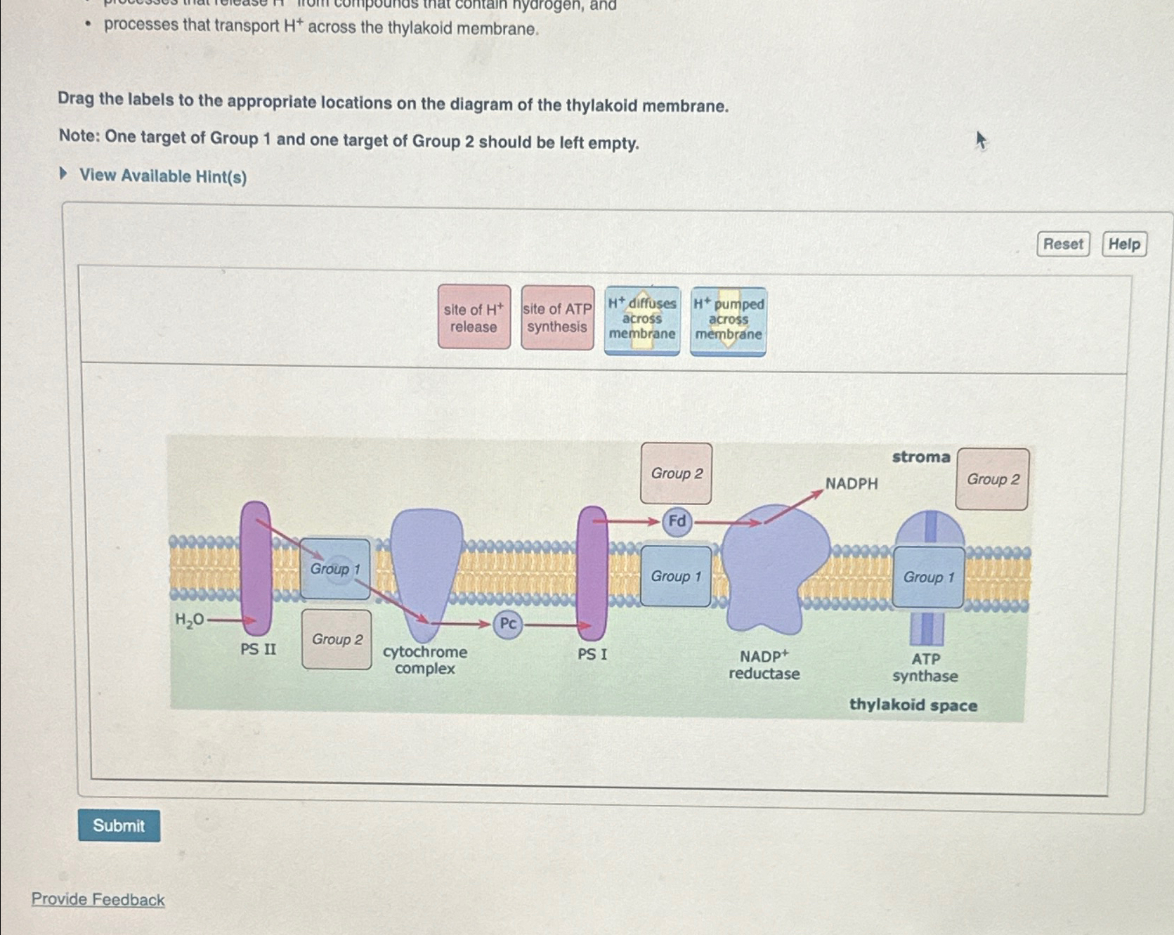 Solved processes that transport H+across the thylakoid | Chegg.com