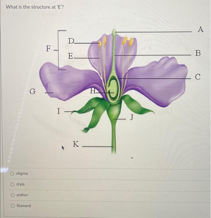 Solved What is the structure at 'E'? O stigma style anther G | Chegg.com