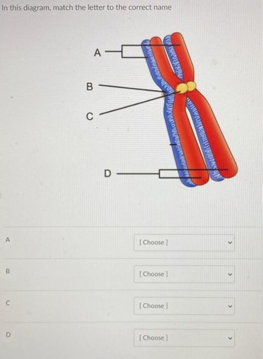 Solved In this diagram, match the letter to the correct name | Chegg.com