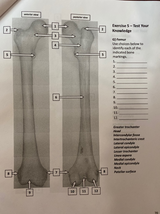 Jun on X: IMO, the Z-shaped orientaion of femur-tibia 2 is unusual for a  pygnogonid unless they're coxae-tibiae. There's also a short section  (arrowhead) between femur and tibia 1 which looks like