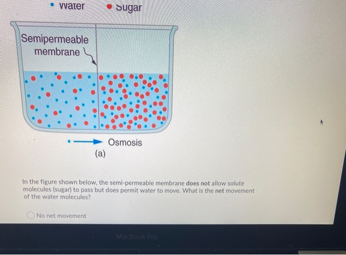 Vvater Sugar Semipermeable Membrane Osmosis A In Chegg Com