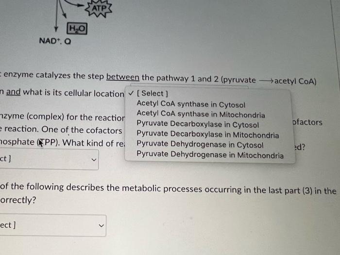 H?O
NAD*. Q
ATP
= enzyme catalyzes the step between the pathway 1 and 2 (pyruvate acetyl CoA)
n and what is its cellular loca