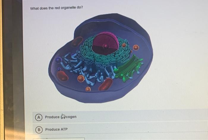 Solved What structure is represented by the indigo colored | Chegg.com