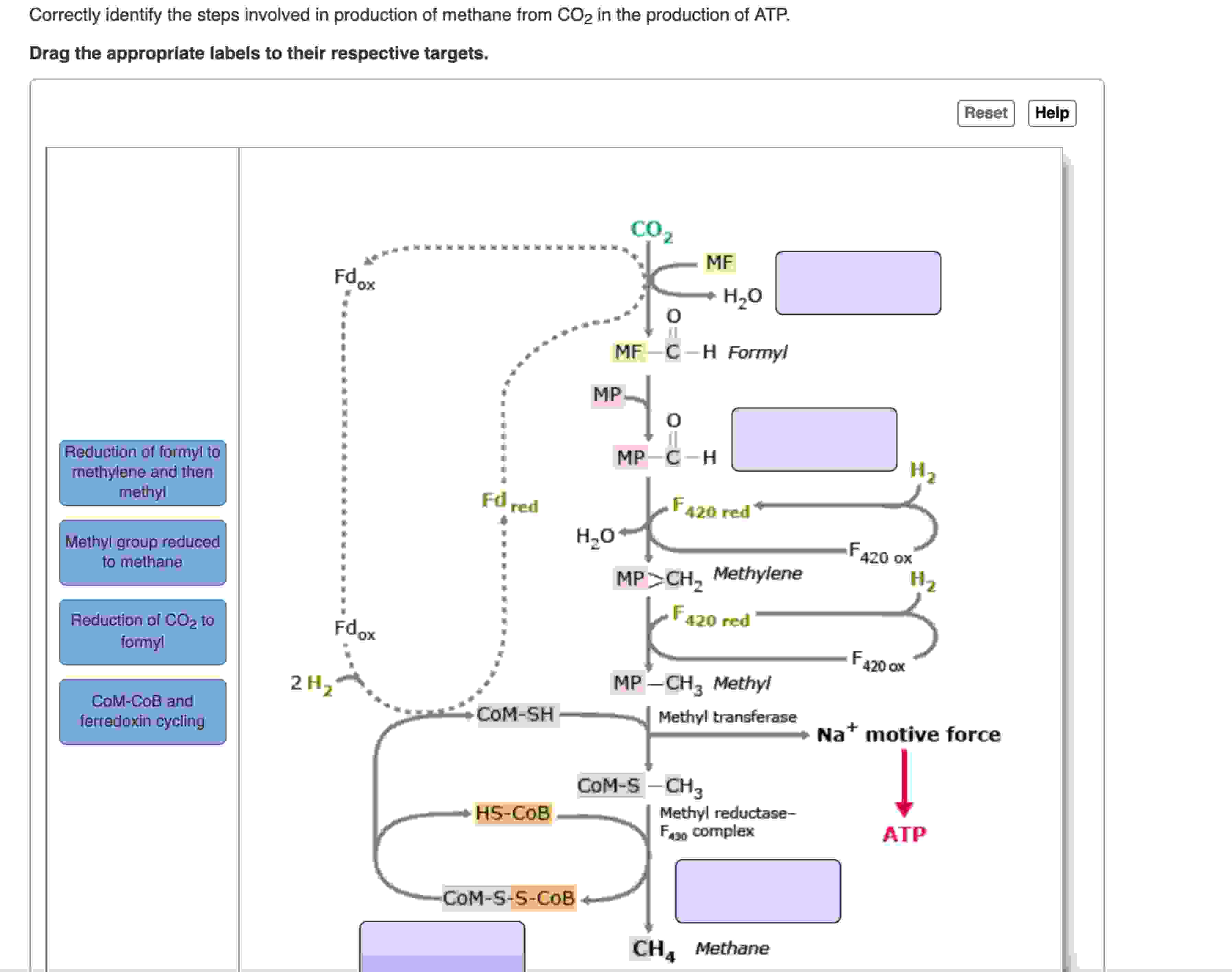 Solved Correctly Identify Steps Occurring In This Typical