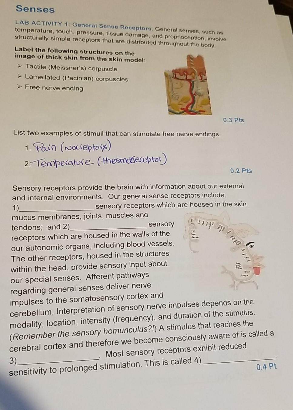 Solved Senses LAB ACTIVITY 1 General Sense Receptors.