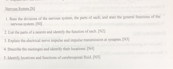 Solved Nervous System [N] 1. State the divisions of the | Chegg.com