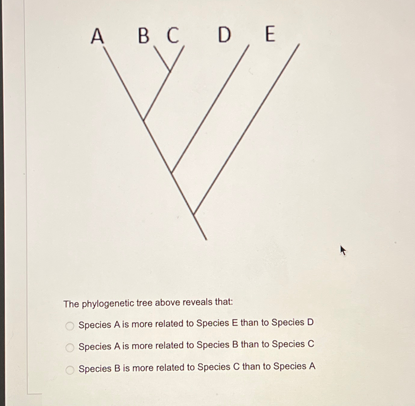 Solved D//The Phylogenetic Tree Above Reveals That:Species A | Chegg.com