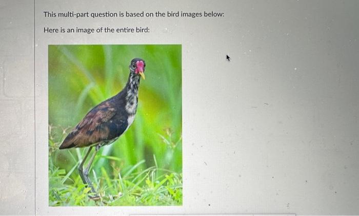 Solved This multi-part question is based on the bird images | Chegg.com