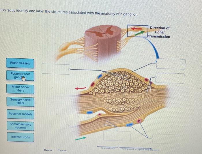 Solved Correctly identify and label the structures | Chegg.com