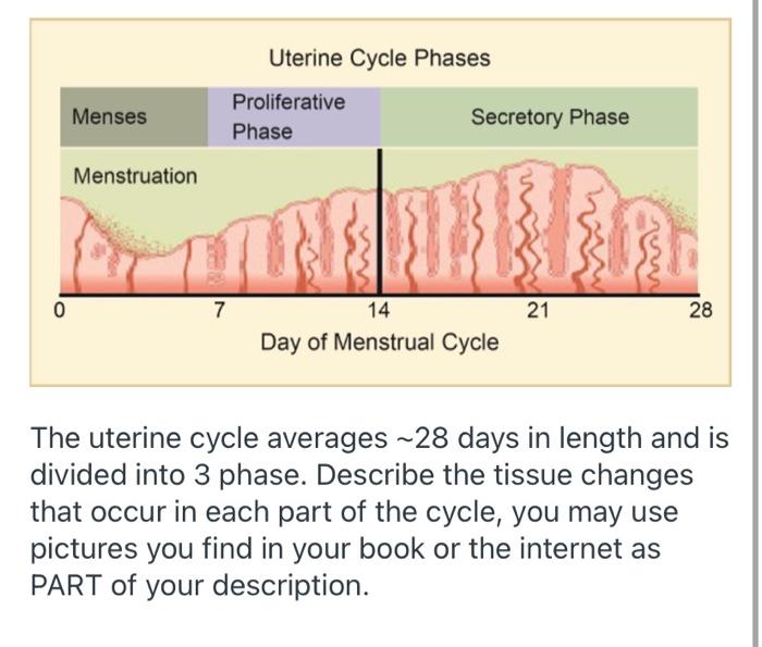 Solved Uterine Cycle Phases Proliferative Phase Secretory | Chegg.com