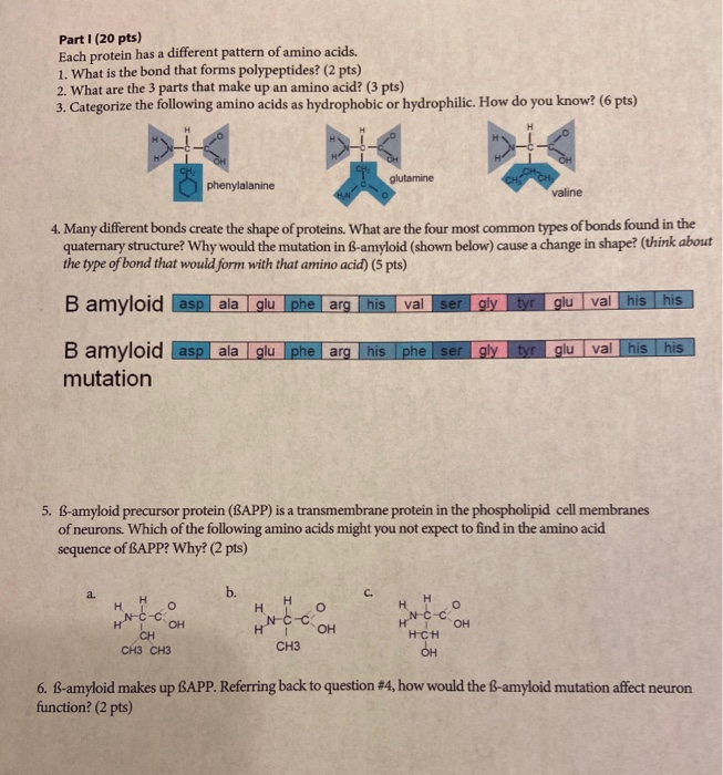 Solved 5. B-amyloid precursor protein (BAPP) is a | Chegg.com