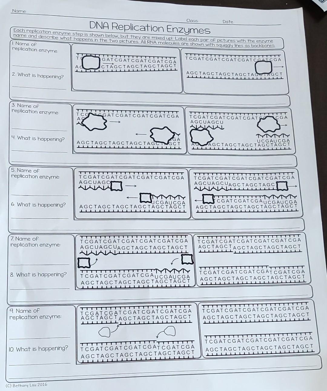 Solved Name Class Date DNA Replication Enzymes Each