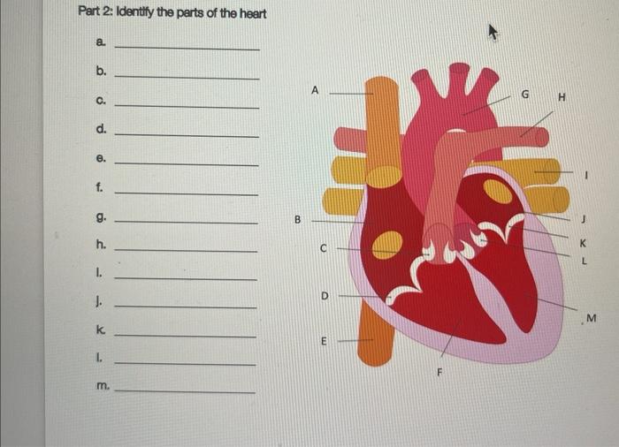 Solved Part 2: Identify The Parts Of The Heart A. B. C. D. | Chegg.com