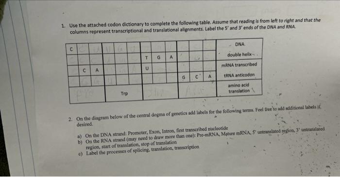 Solved Use The Attached Codon Dictionary To Complete The Chegg Com