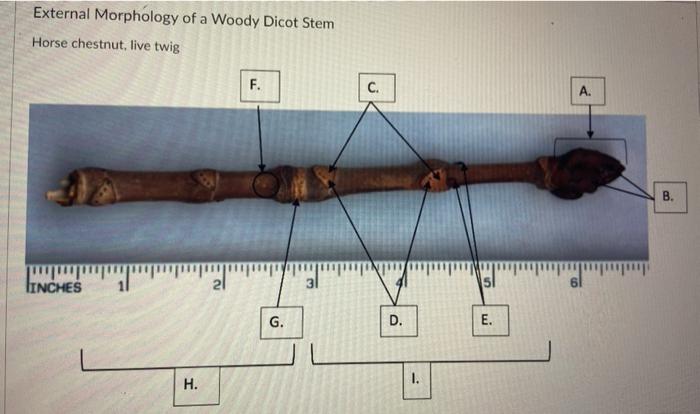woody dicot stem showing the external features