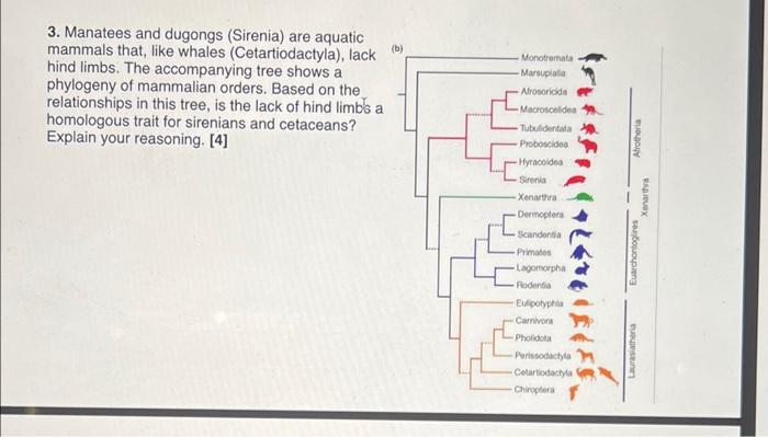 mammal orders phylogeny