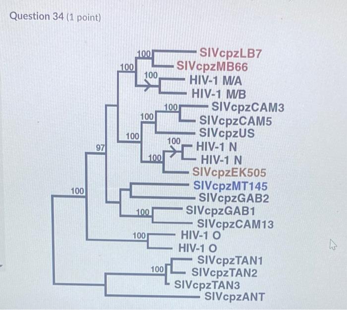 Question 34 (1 point)