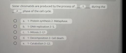 Solved Sister chromatids are produced by the process of 1 Biology Diagrams