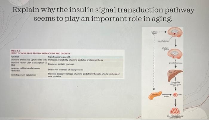 Solved Explain why the insulin signal transduction pathway | Chegg.com