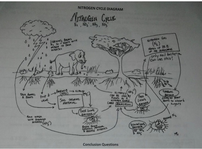 draw a neat , labelled diagram of nitrogen cycle in nature. which natural  phenomenon occuring in the sky is - Brainly.in