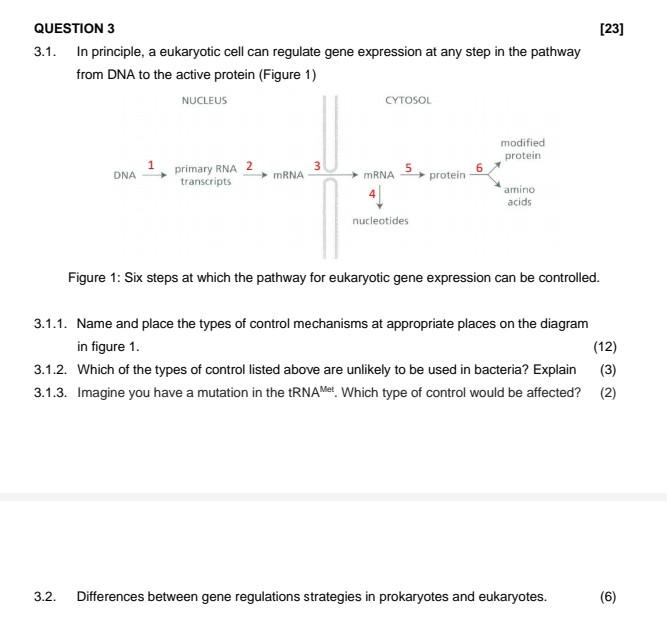 Solved [23] QUESTION 3 3.1. In principle, a eukaryotic cell | Chegg.com