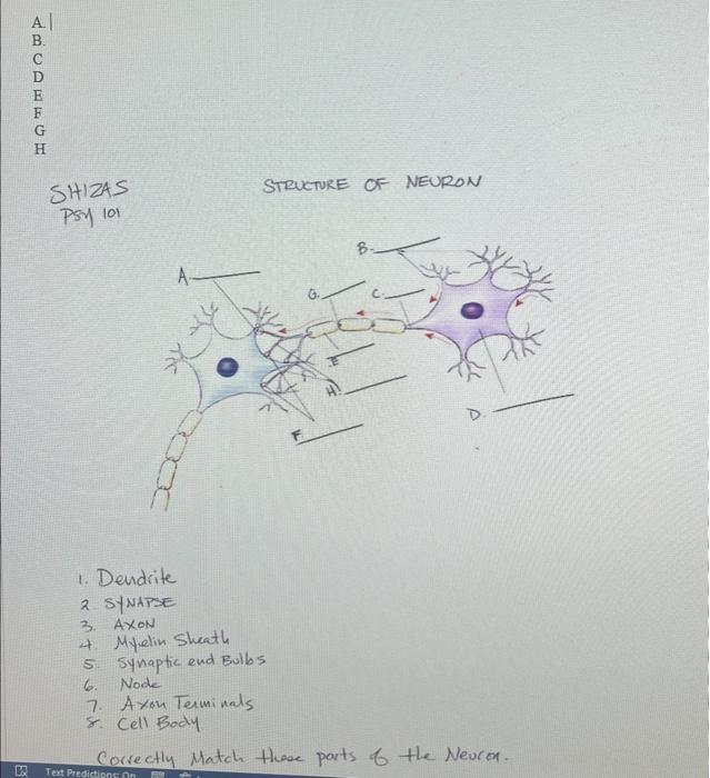 Solved HIZAS STRUCTURE OF NEURON PSY 101 1. Dendrite 2 | Chegg.com